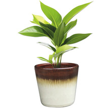 Izbová rastlina v kvetináči