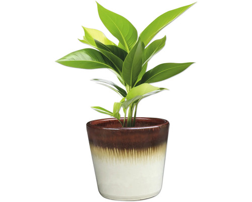 Izbová rastlina v kvetináči