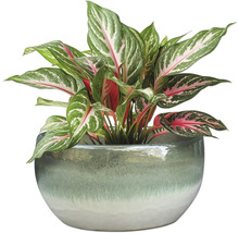 Čínsky trs v kvetináči