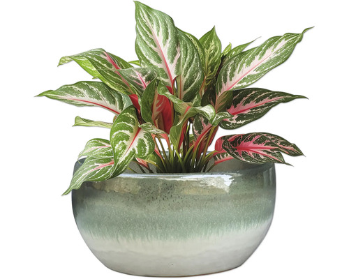 Čínsky trs v kvetináči