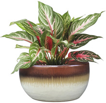 Čínsky trsť v kvetináči