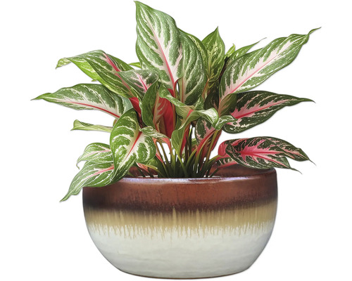 Čínsky trsť v kvetináči