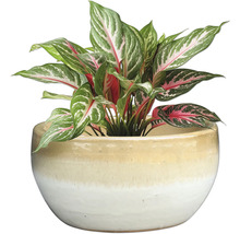 Aglaonema izbová rastlina v kvetináči