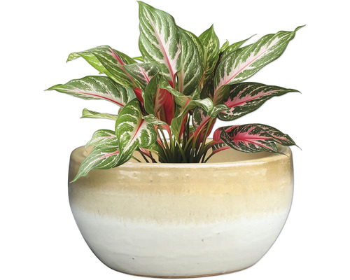 Aglaonema izbová rastlina v kvetináči