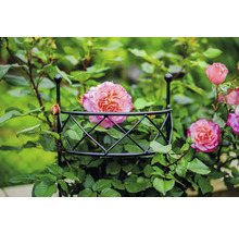 Ruža rastúca na podpore pre popínavé rastliny.