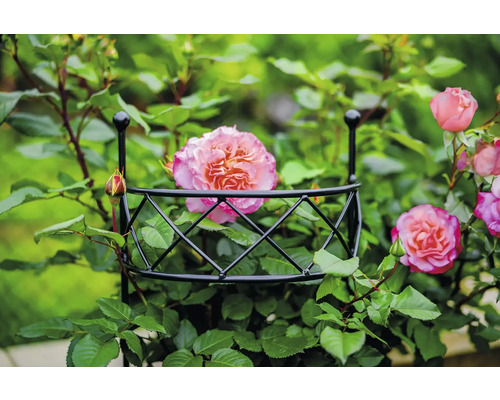 Ruža rastúca na podpore pre popínavé rastliny.