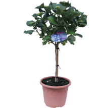 Hortenzia ako stromček v kvetináči