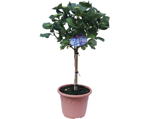 Hortenzia ako stromček v kvetináči