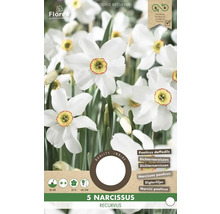 Balenie 5 Narcissus recurvus, narcisov bielych