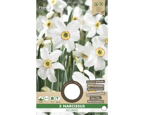 Balenie 5 Narcissus recurvus, narcisov bielych