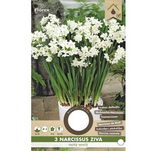 Narcisy Ziva Paper White v kvetináči pre vnútorné použitie