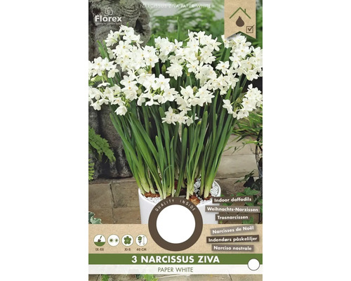 Narcisy Ziva Paper White v kvetináči pre vnútorné použitie