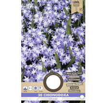 Balenie 30 Chionodoxa Luciliae, známe ako ladoňka