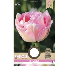 Tulipán Finola, balenie ôsmich cibuliek