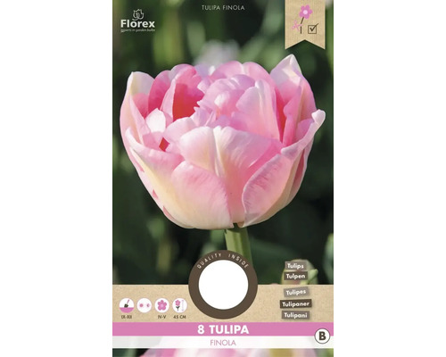 Tulipán Finola, balenie ôsmich cibuliek
