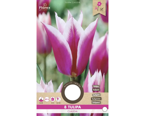 Tulipán Claudia, balenie ôsmich cibuliek