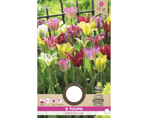 Tulipa Viridiflora Mix, cibuľky kvetov pre záhradu