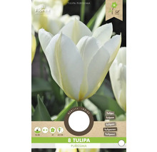 Balenie 8 cibuliek tulipánu Tulipa Purissima