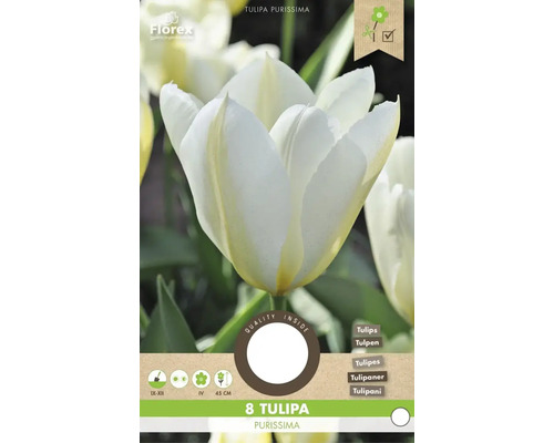 Balenie 8 cibuliek tulipánu Tulipa Purissima