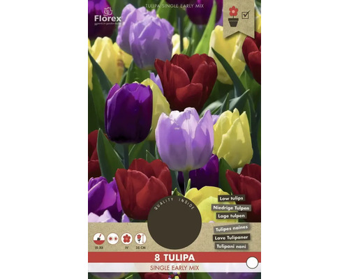 Balenie 8 kusov skorej zmesi tulipánov