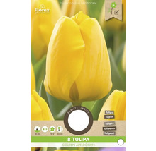 Tulipán Golden Apeldoorn, 8 kusov