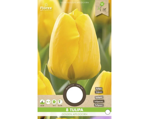 Tulipán Golden Apeldoorn, 8 kusov