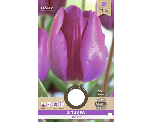 Tulipa Negrita balenie s 8 cibuľkami