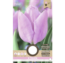 Tulipán Candy Prince, balenie cibuliek pre nízke tulipány