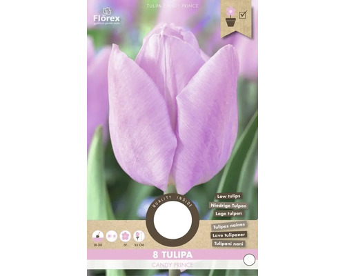 Tulipán Candy Prince, balenie cibuliek pre nízke tulipány