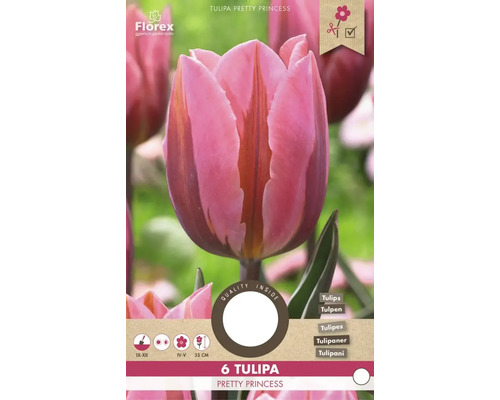 Balenie 6 tulipánov odrody Pretty Princess