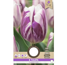 Cibuľa tulipánu Flaming Flag, doba výsadby september až december, doba kvitnutia apríl až máj
