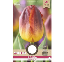 Balenie cibuľ tulipánu Tulipa Amber Glow s ôsmimi kusmi
