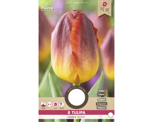 Balenie cibuľ tulipánu Tulipa Amber Glow s ôsmimi kusmi