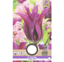 Balenie ôsmich tulipánov odrody Purple Doll