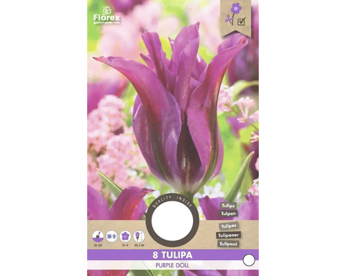 Balenie ôsmich tulipánov odrody Purple Doll
