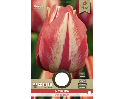 Tulipa Spring Break, balenie šiestich cibuľovín