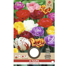 Balenie tulipánov odrody Double Late Mix