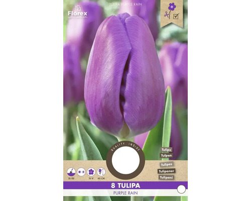 Balenie 8 tulipánov Purple Rain