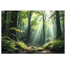 Slnečná lesná cesta so stromami a machom