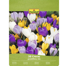 FloraSelf Krokus Grandiflora mix, 30 kusov