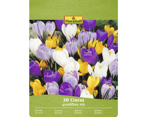 Krókusy FloraSelf 'Grandiflora mix' 7/8 30 ks FloraSelf Krokus Grandiflora mix, 30 kusov