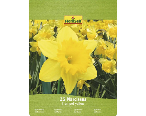 Narcisy žlté FloraSelf 'Yellow Trumpet ' 25 ks Balenie 25 kusov narcisov FloraSelf Trumpet yellow