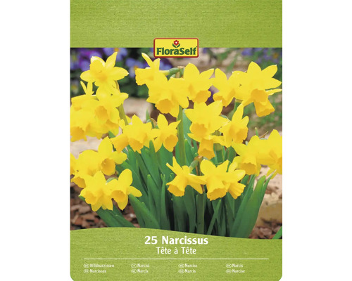 Narcisy botanické FloraSelf 'Tete a Tete' 10/11 20 ks Narcisy FloraSelf Tête à Tête, balenie po 25 kusoch