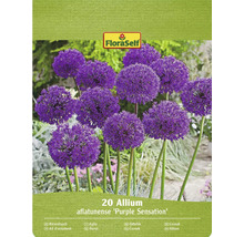 Balenie 20 ks okrasného cesnaku Allium aflatunense Purple Sensation