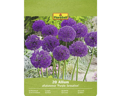 Okrasný cesnak FloraSelf 'Purple Sensation' 10/12 20 ks fialový Balenie 20 ks okrasného cesnaku Allium aflatunense Purple Sensation