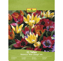 FloraSelf Botanická zmes tulipánov 'Wild Cottage', 33 kusov