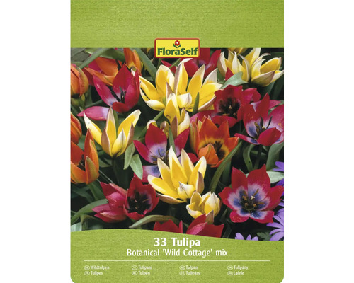 Tulipány FloraSelf Combi 'Wild Cottage' mix 6/7 33 ks FloraSelf Botanická zmes tulipánov 'Wild Cottage', 33 kusov