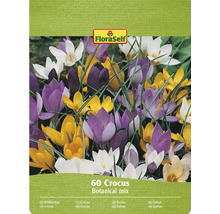 Balenie FloraSelf krokus Botanical Mix, 60 kusov