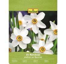 Balenie FloraSelf s 15 narcismi poeticus var Recurvus