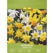 Cibuľky narcisov FloraSelf, botanická zmes, balenie 20 kusov